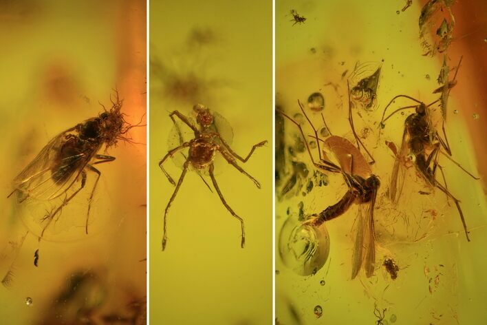 Four Detailed Fossil Flies (Diptera) In Baltic Amber #93985